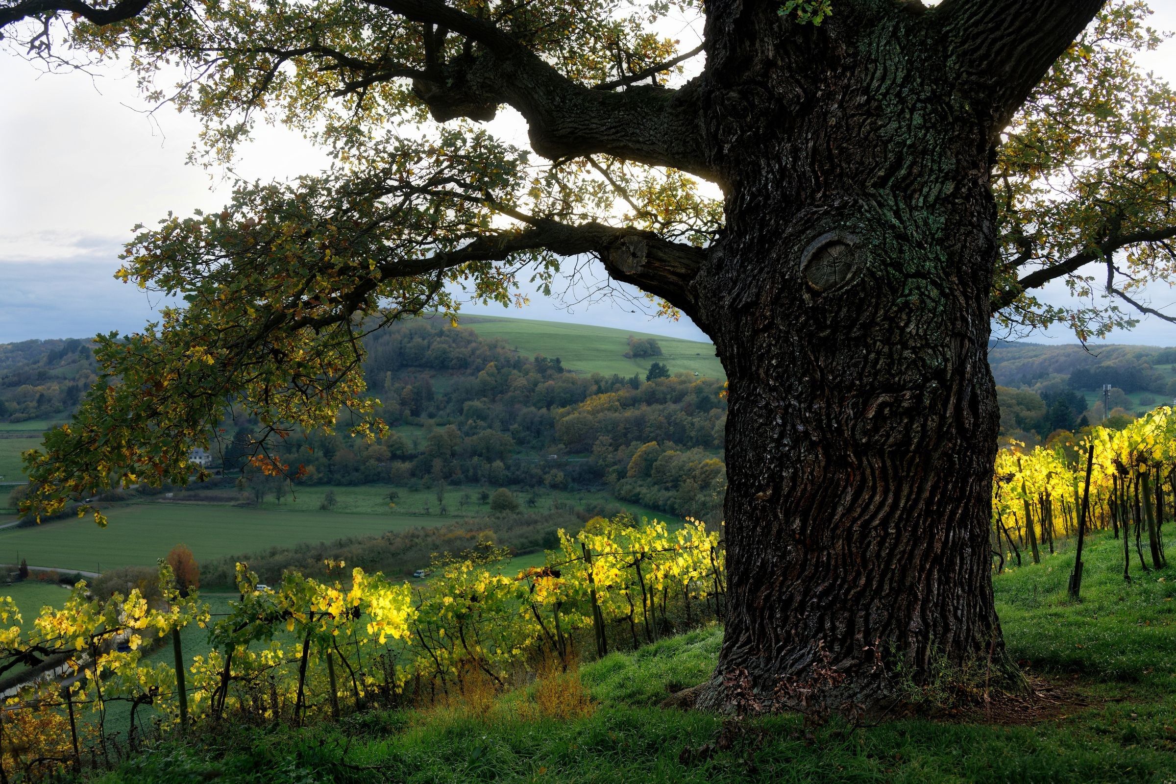 Alte Eiche über den Weinbergen bei Odernheim am Glan im Landkreis Bad Kreuznach